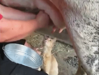 맛있는건 나눠먹는거라고 했다냥 | 인스티즈