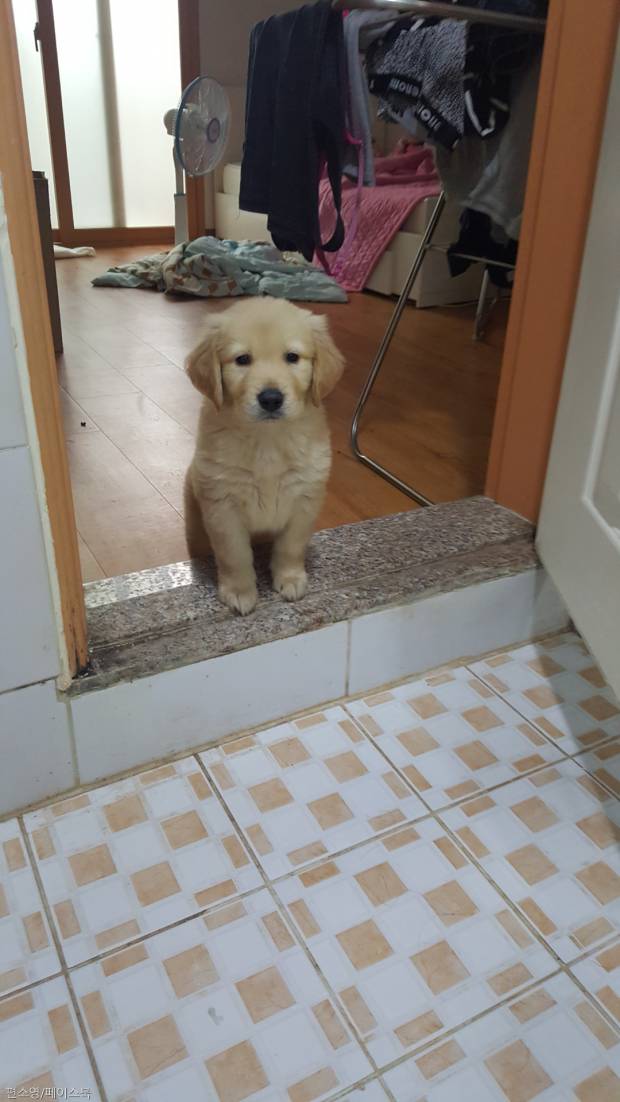 댕댕이 있는집 에서 화장실가면 생기는일.jpg | 인스티즈