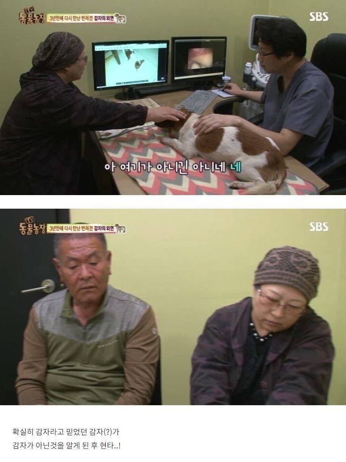 잃어버린 개를 3년만에 찾은 아저씨 | 인스티즈