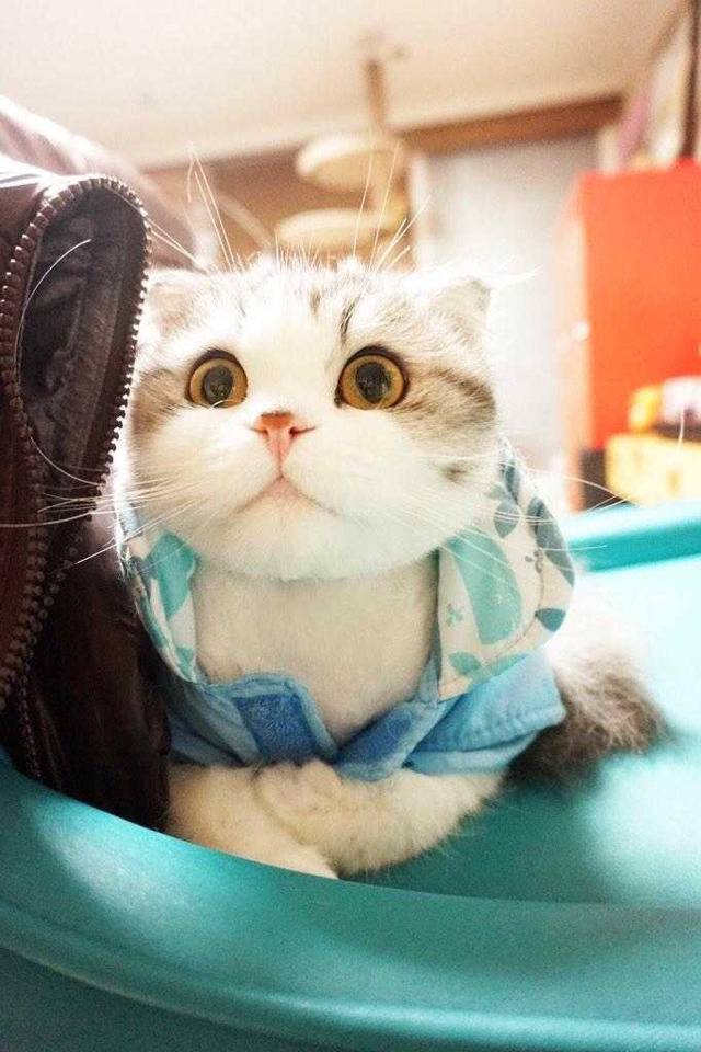 집사~ 넌 왜 그렇게 생겼냥? | 인스티즈