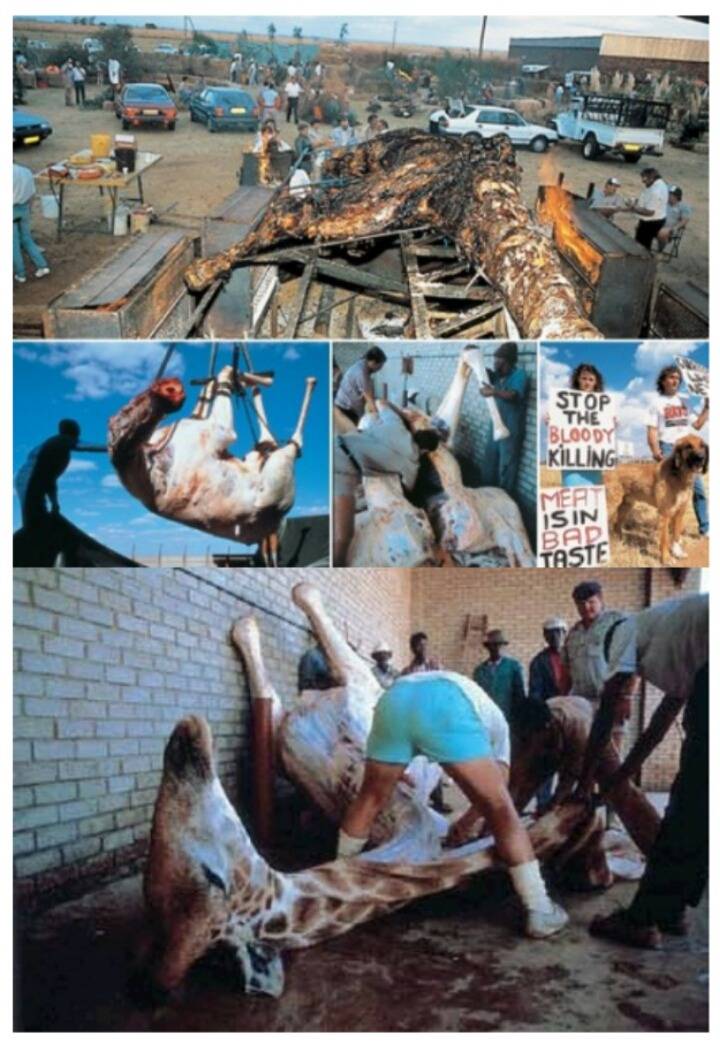 기린고기 (혐오주의) | 인스티즈