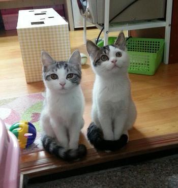 퇴근할 때마다 통조림을 사오면.JPG | 인스티즈