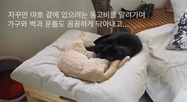 내 고양이의 장례식(슬픔주의) | 인스티즈