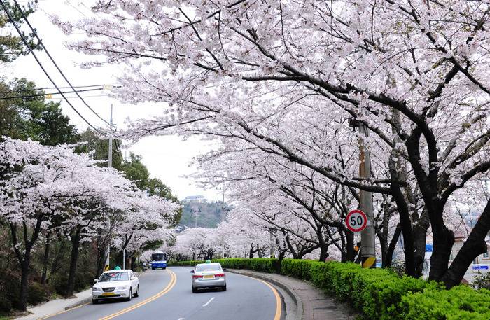 아름다운 나무 터널.jpg | 인스티즈