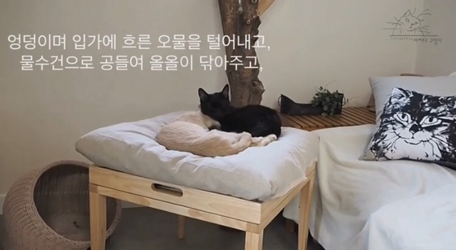 내 고양이의 장례식(슬픔주의) | 인스티즈