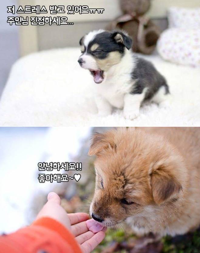 강아지 행동의 의미 | 인스티즈