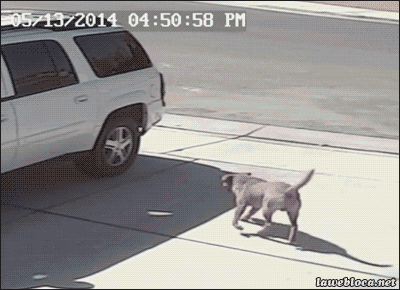 멋있는 고양이 | 인스티즈