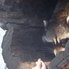 겁많은 라쿤.gif | 인스티즈