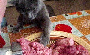 맛있는건 나눠먹는거라고 했다냥 | 인스티즈