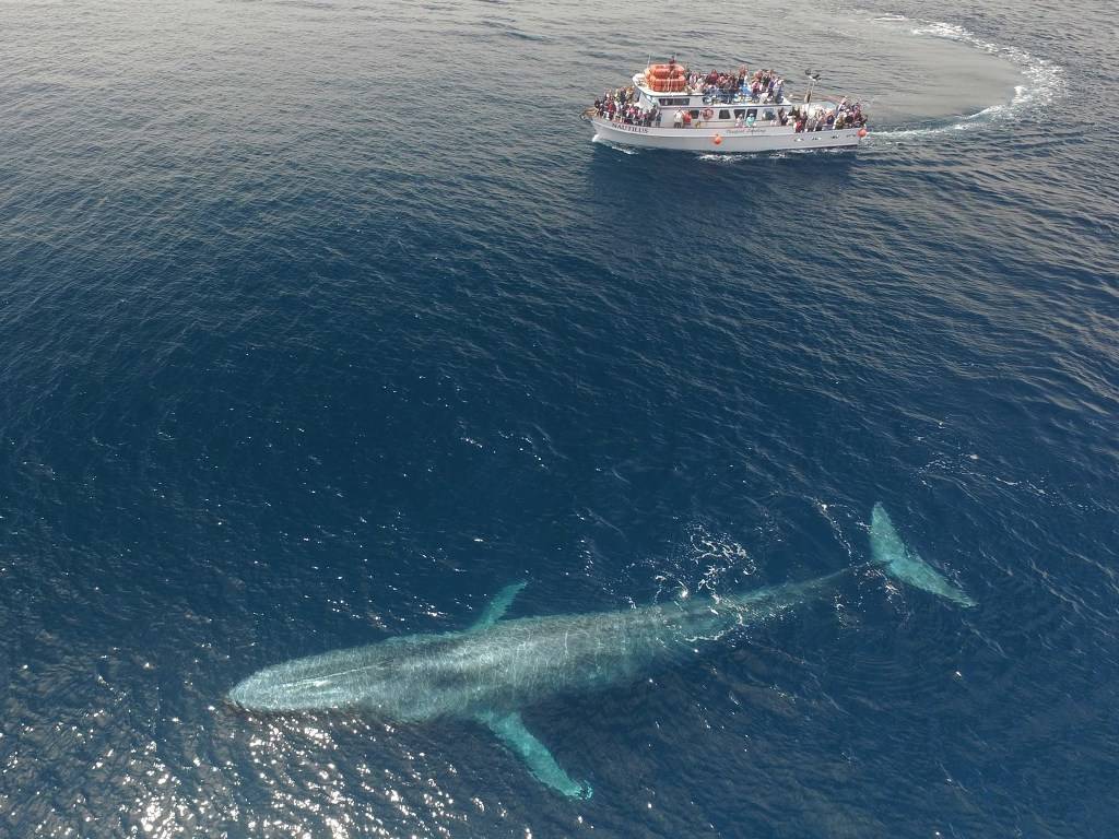 22미터 보트와 흰긴수염고래 | 인스티즈