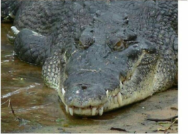 악어 레전드 | 인스티즈