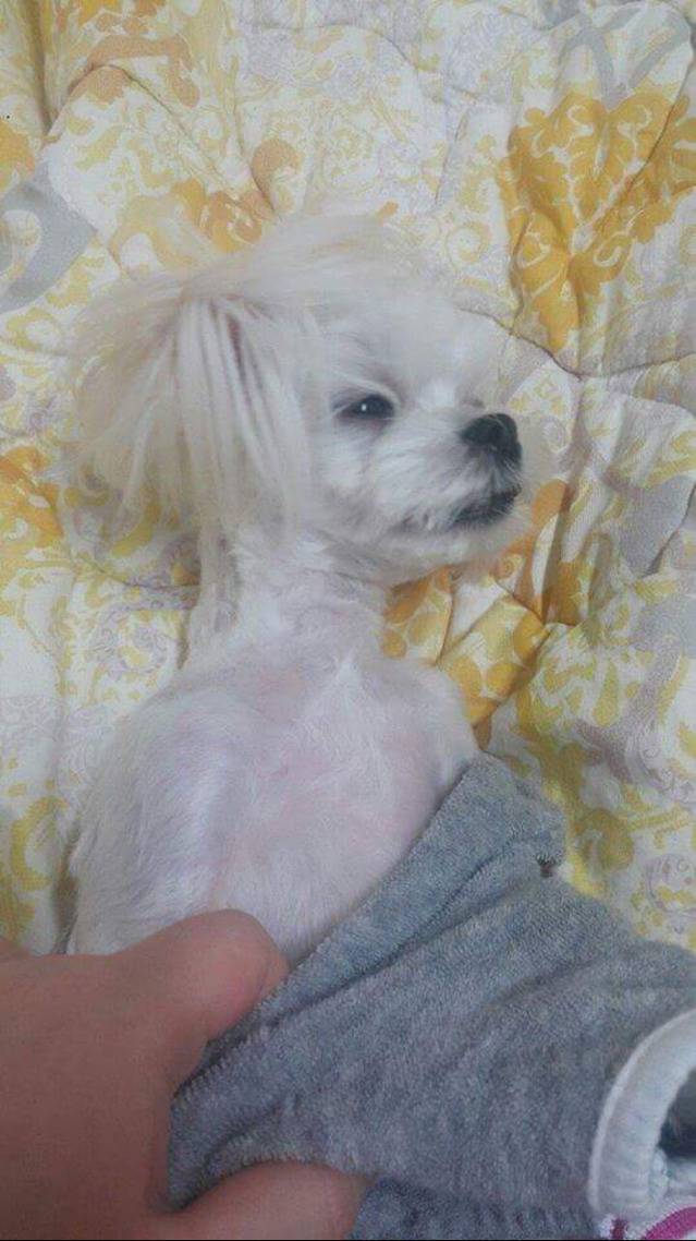 강이지 옷을 벗기려는데 나쁜사람이 된듯하다.. | 인스티즈