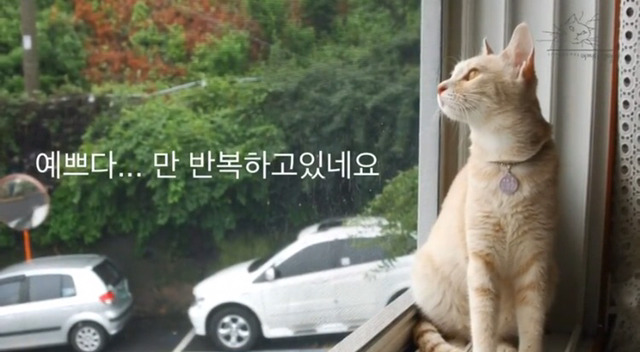 내 고양이의 장례식(슬픔주의) | 인스티즈