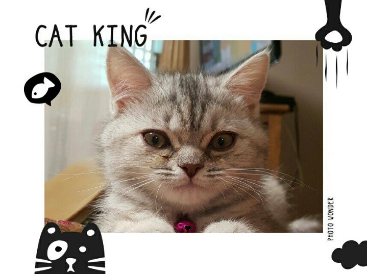 손녀 냥이까지 유세에 이용하는 조응천 의원 | 인스티즈