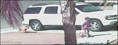 아이지켜주는 고양이 | 인스티즈