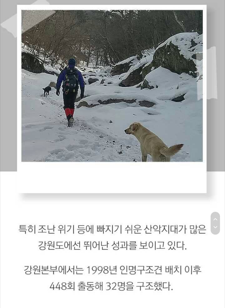 사람들 구조하는 인명구조견 삼총사 | 인스티즈