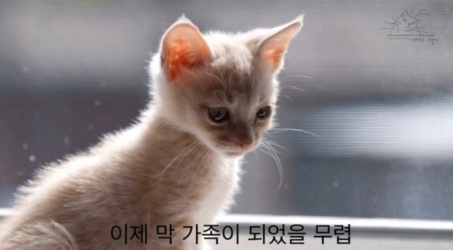 내 고양이의 장례식(슬픔주의) | 인스티즈