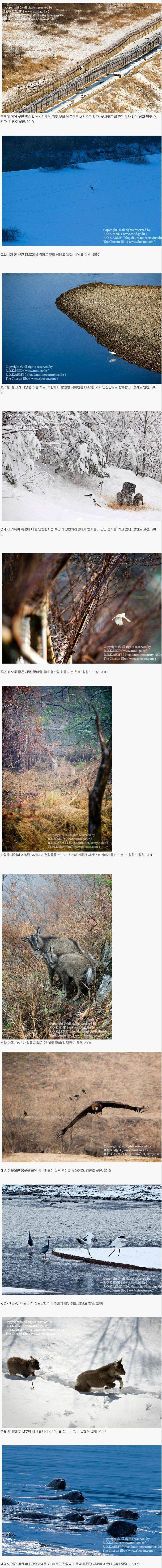 DMZ에 서식하는 동물들 | 인스티즈