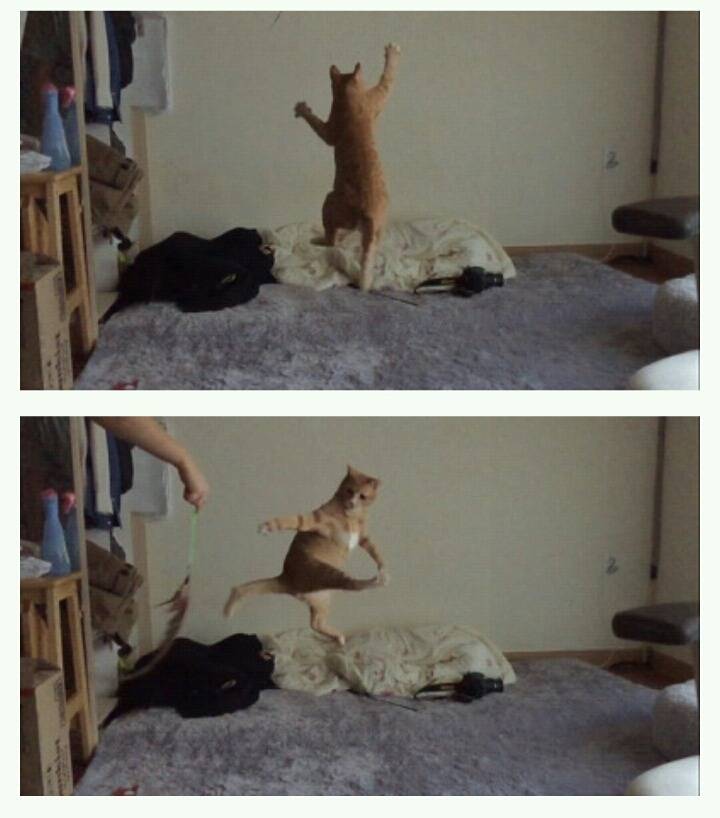 울딥 고양이ㅋㅋ | 인스티즈