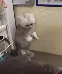겁많은 새끼냥이 | 인스티즈