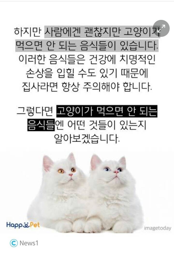 위험해요! 고양이가 먹으면 안 되는 음식들 | 인스티즈
