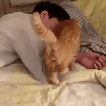 집사가 좋은 냥이.gif | 인스티즈