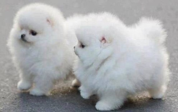 인절미 vs 간장치킨 vs 솜사탕 | 인스티즈