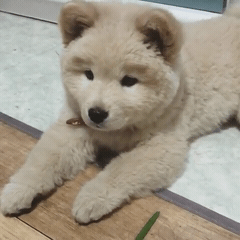 [대화가필요한개냥] 나인뮤지스 경리와 사랑스러운 반려견 시로.jpg | 인스티즈