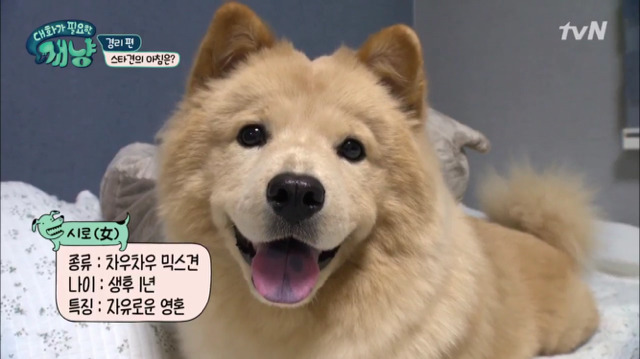 [대화가필요한개냥] 나인뮤지스 경리와 사랑스러운 반려견 시로.jpg | 인스티즈