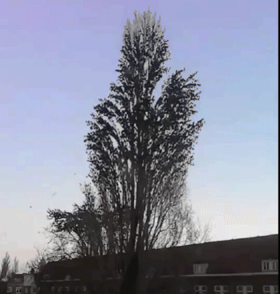 나무의 본 모습 | 인스티즈