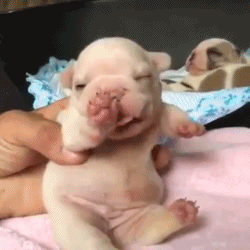 하품하면서 앞발 떠는 강아지.gif | 인스티즈