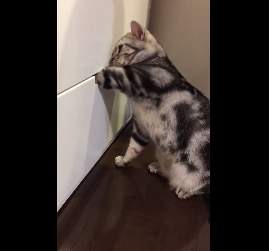 서랍 속이 궁금한 고양이 | 인스티즈