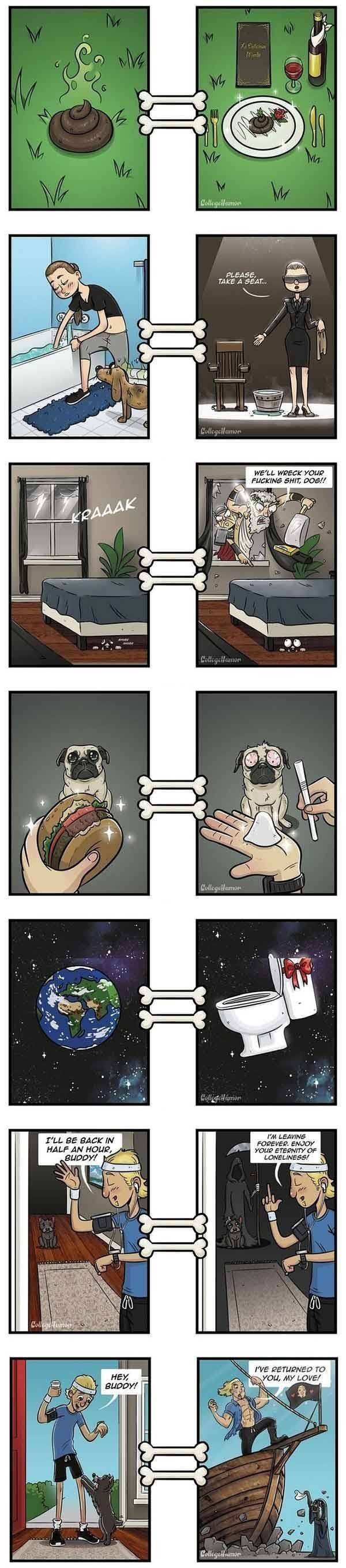 강아지가 보는 세상 | 인스티즈