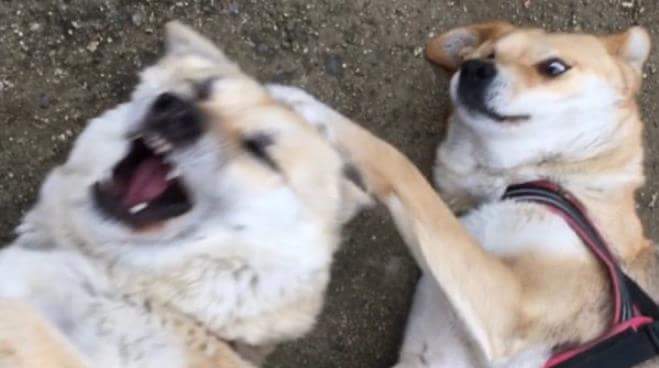 강아지들 미친듯이 놀 때 표정들 | 인스티즈