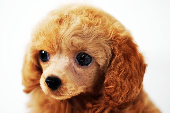 에....푸들쨩은....랄까.....쵸토 카와이랄까요... | 인스티즈