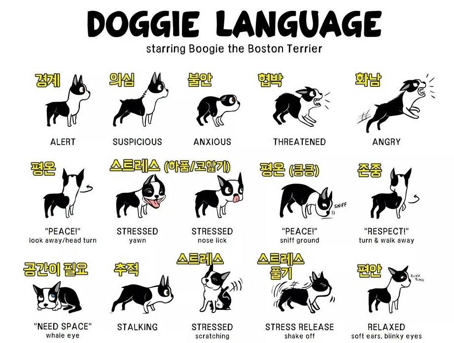 강아지 행동의 의미 | 인스티즈