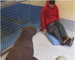 사육사와의 마지막 날.gif | 인스티즈