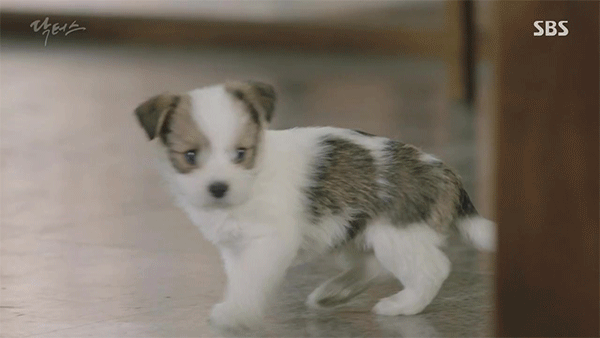 여시네 반려동물이 간식값 벌러 나간다고 하면 뭐라할끄야?? | 인스티즈