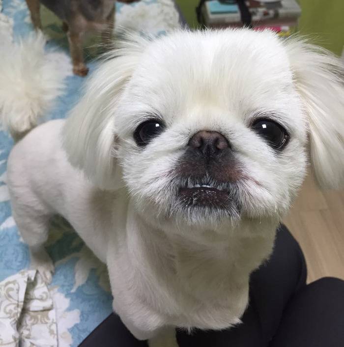 견종 이야기 - 페키니즈 | 인스티즈