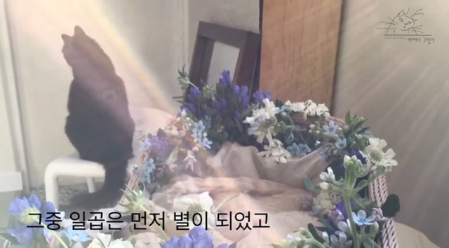 내 고양이의 장례식(슬픔주의) | 인스티즈