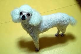 에....푸들쨩은....랄까.....쵸토 카와이랄까요... | 인스티즈