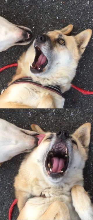 강아지들 미친듯이 놀 때 표정들 | 인스티즈