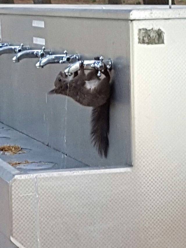 대구 모 대학의 청설모 | 인스티즈