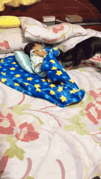 밥값하는 강아지.gif | 인스티즈