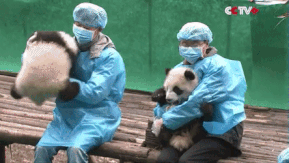 은근히 손이 많이 가는 녀석들.gif | 인스티즈