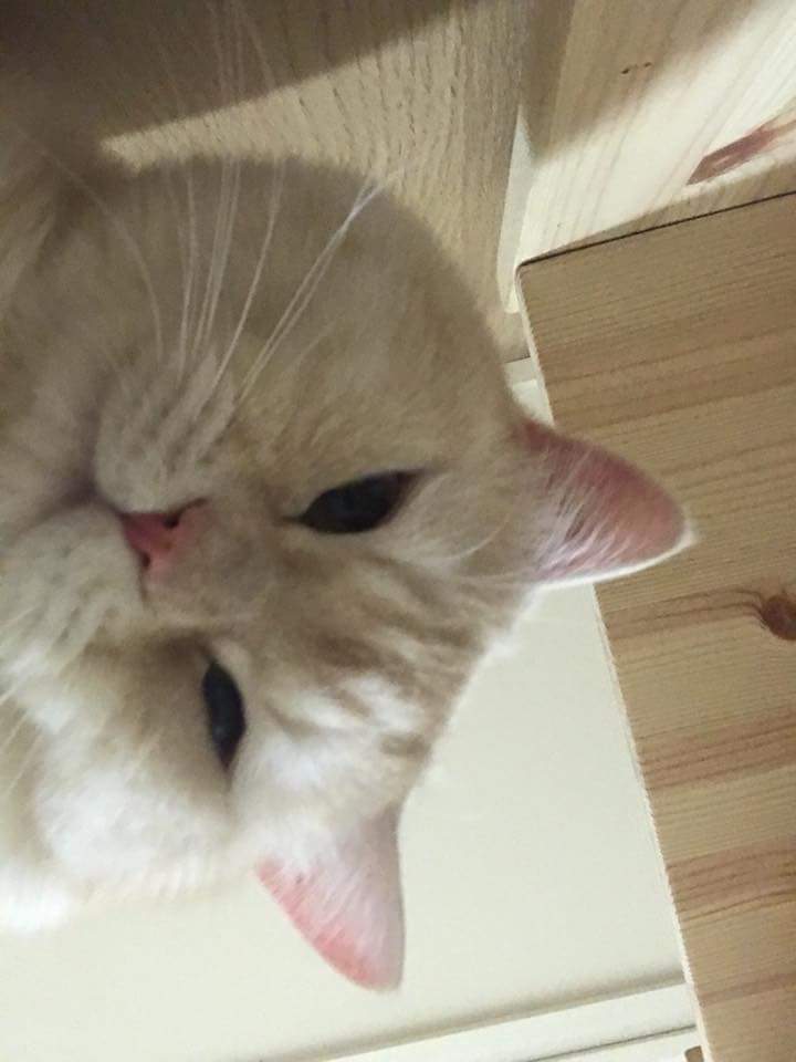 고양이 집사들이 좋아할만한 어플 | 인스티즈