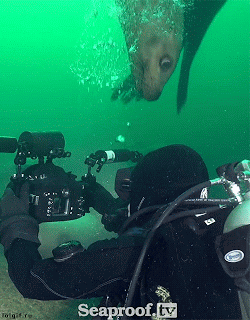 개는 개인듯... | 인스티즈