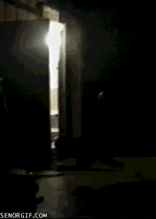 미국에서의 너구리 이미지ㅋㅋㅋ.gif | 인스티즈