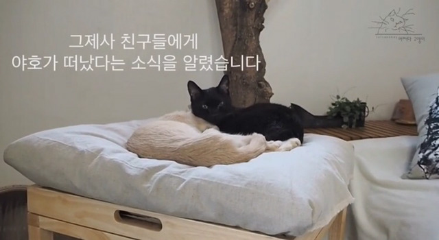 내 고양이의 장례식(슬픔주의) | 인스티즈