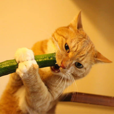 고양이에게 오이를 줘보자! | 인스티즈